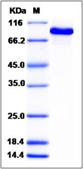 SDS-PAGE analysis of Rat Transferrin protein (His Tag)