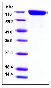 SDS-PAGE analysis of mouse ANPEP His tag protein