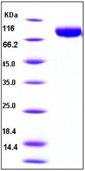 SDS-PAGE analysis of Human MICB Fc tag protein
