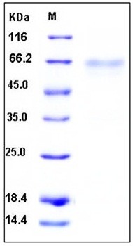 SDS-PAGE analysis of mouse TNFRSF14 Fc His tag protein