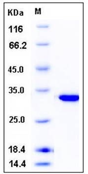 SDS-PAGE analysis of human CA13 His tag protein