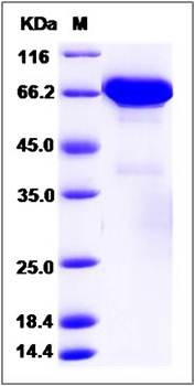 SDS-PAGE analysis of Human PDIA4 protein (His Tag)
