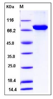SDS-PAGE analysis of human ALDH4A1 protein (GST Tag)