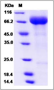 SDS-PAGE analysis of human SIGLEC5 protein