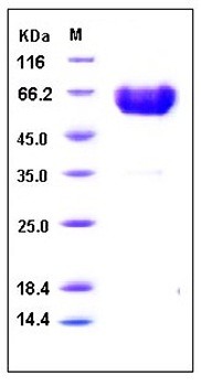 SDS-PAGE analysis of human TREM1 Fc His tag protein