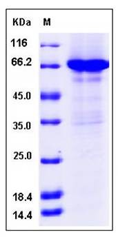SDS-PAGE analysis of human CCNE1 protein (GST Tag)