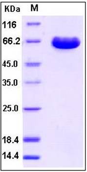 SDS-PAGE analysis of human ESAM Fc tag protein
