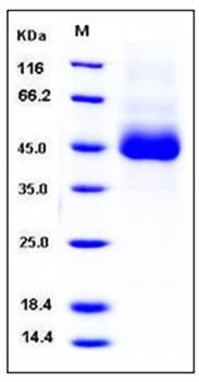 SDS-PAGE analysis of Human CD1D His tag protein