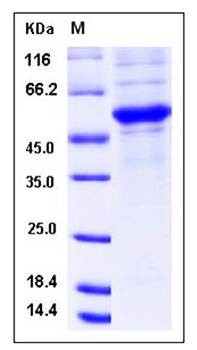 SDS-PAGE analysis of mouse CD40L protein