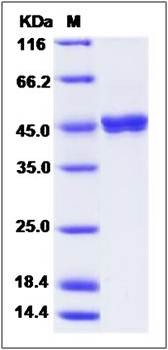 SDS-PAGE analysis of Human LIPF protein (His Tag)