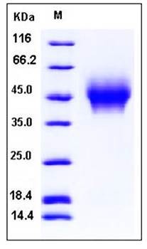 SDS-PAGE analysis of Human CD44 His tag protein