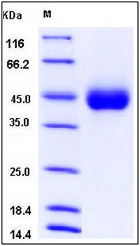 SDS-PAGE analysis of Human KIR2DL3 His tag protein