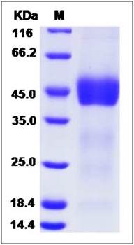 SDS-PAGE analysis of Mouse FSTL1 (His Tag) protein
