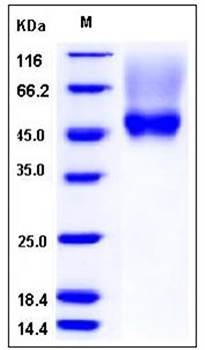 SDS-PAGE analysis of human CD16a His AVI tag (176 Phe/Val) protein