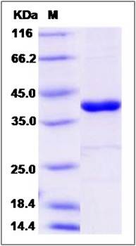 SDS-PAGE analysis of Human PTPN12 protein
