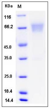SDS-PAGE analysis of mouse B7-H4 protein