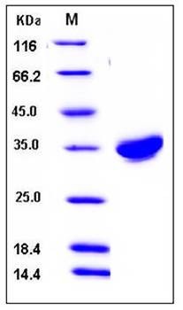 SDS-PAGE analysis of human CXADR His tag protein