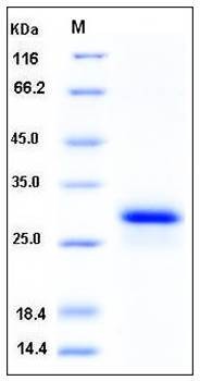 SDS-PAGE analysis of human CD8A His tag protein