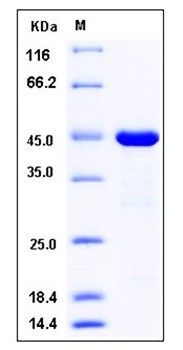 SDS-PAGE analysis of Human PTP4A2 GST tag protein