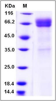 SDS-PAGE analysis of human CD1B protein