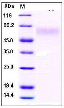 SDS-PAGE analysis of Human DR6 Fc tag protein