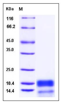 SDS-PAGE analysis of human GNG13 protein (His Tag)