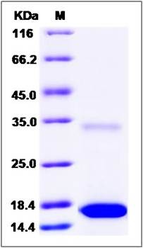 SDS-PAGE analysis of Marmoset IL17A protein (Native)