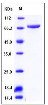 SDS-PAGE analysis of human TGM3 His tag protein