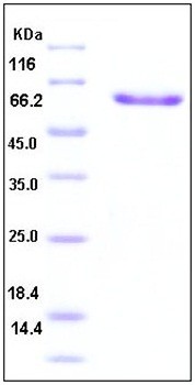 SDS-PAGE analysis of Human Layilin Fc tag protein