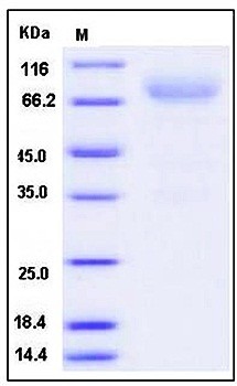 SDS-PAGE analysis of Human NRXN3 Fc tag protein