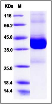 SDS-PAGE analysis of human EIF-5A protein (GST Tag)