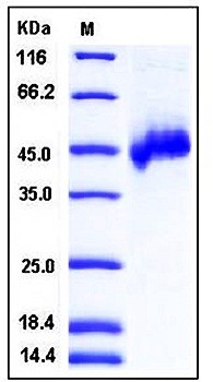 SDS-PAGE analysis of Human NETO1 His tag protein