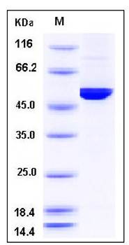 SDS-PAGE analysis of mouse DDC protein (His Tag)