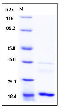 SDS-PAGE analysis of Human UBE2A protein (His Tag)