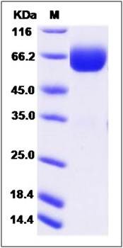 SDS-PAGE analysis of Cynomolgus PROCR protein
