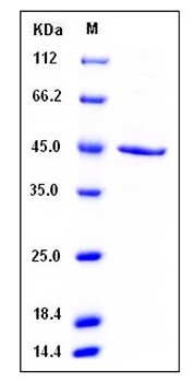 SDS-PAGE analysis of human SerpinB1 His tag protein