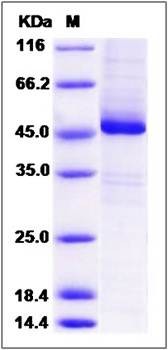 SDS-PAGE analysis of human EIF3K protein (GST Tag)