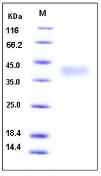 SDS-PAGE analysis of human CD48 His tag protein