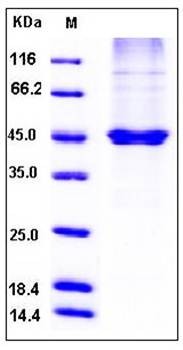 SDS-PAGE analysis of Human PON3 protein (His Tag)