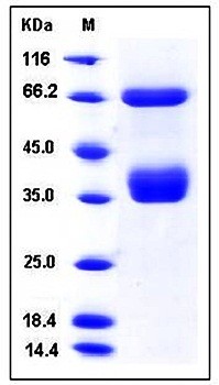 SDS-PAGE analysis of Human MST1R His tag protein