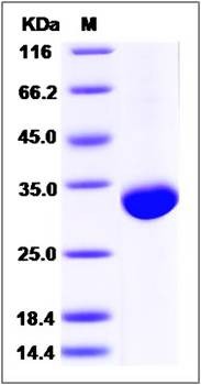SDS-PAGE analysis of human BTN3A3 protein (His Tag)