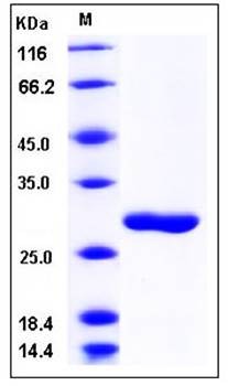SDS-PAGE analysis of human CA4 His tag protein