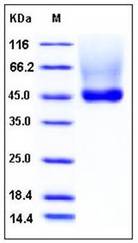 SDS-PAGE analysis of Human Decorin His tag protein