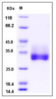 SDS-PAGE analysis of human FGF18 protein (His Tag)