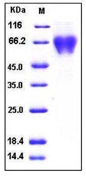 SDS-PAGE analysis of human TRAILR4 Fc His tag protein