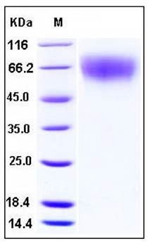 SDS-PAGE analysis of mouse CD62L His tag protein