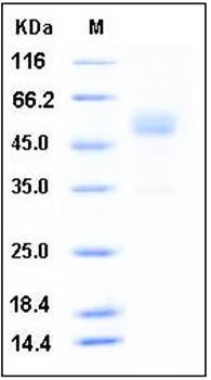 SDS-PAGE analysis of mouse Frizzled 10 Fc tag protein