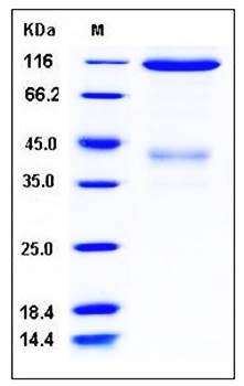 SDS-PAGE analysis of mouse c-MET Fc tag protein