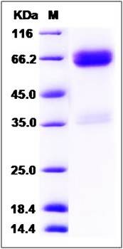 SDS-PAGE analysis of Cynomolgus LTBR protein