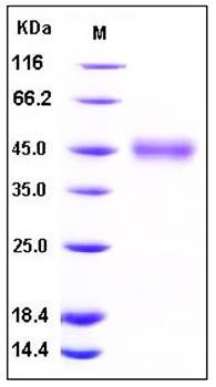 SDS-PAGE analysis of human CD84 His tag protein
